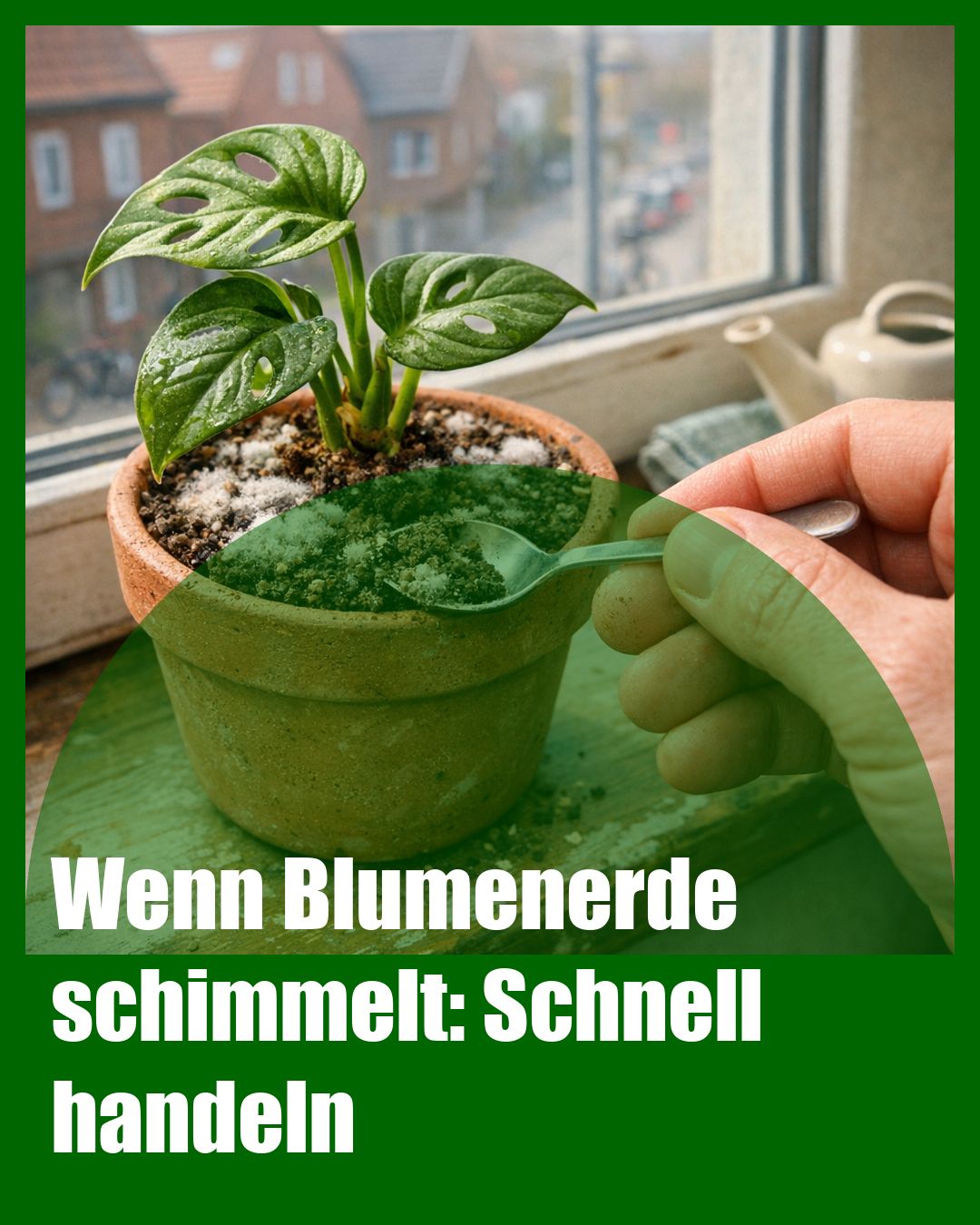 Foto: Schimmel,Blumenerde,Umtopfen (KI generiert )