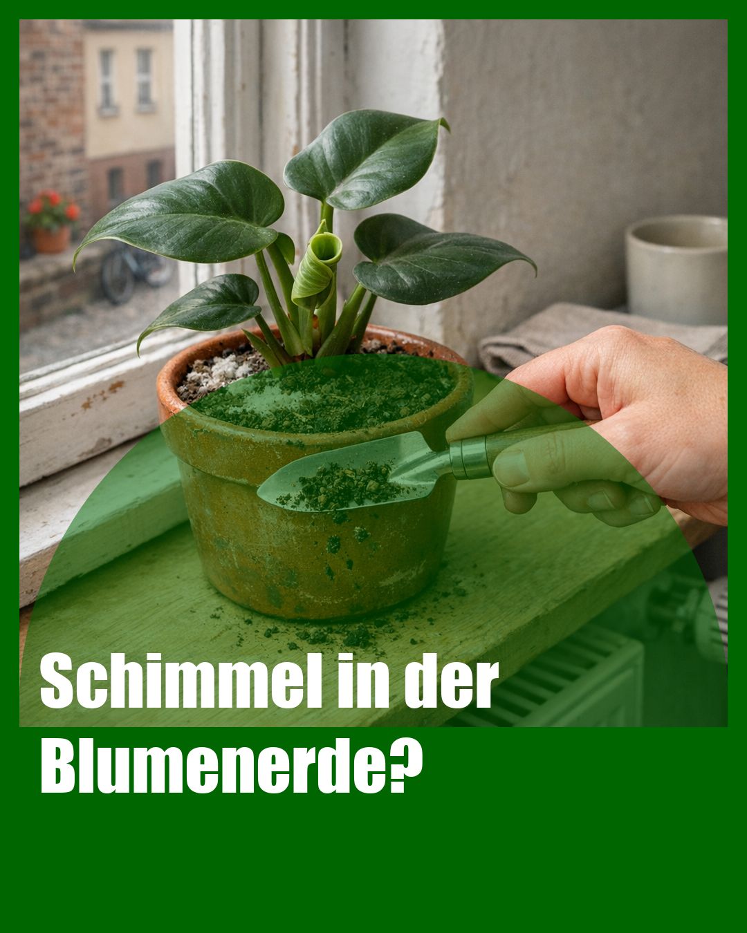 Foto: Schimmel,Umtopfen,Trauermücken (KI generiert )