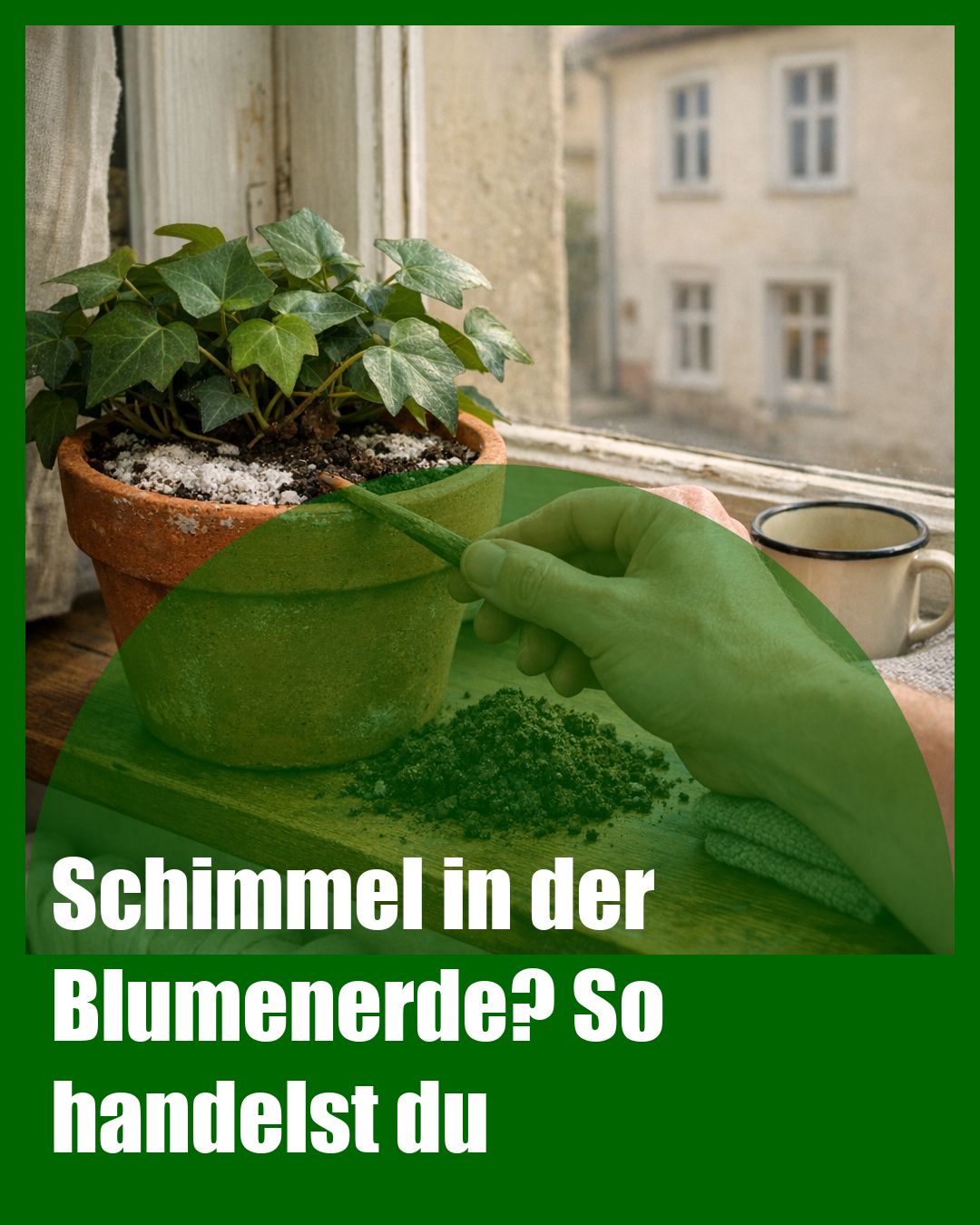 Foto: Schimmel,Blumenerde,Umtopfen (KI generiert )