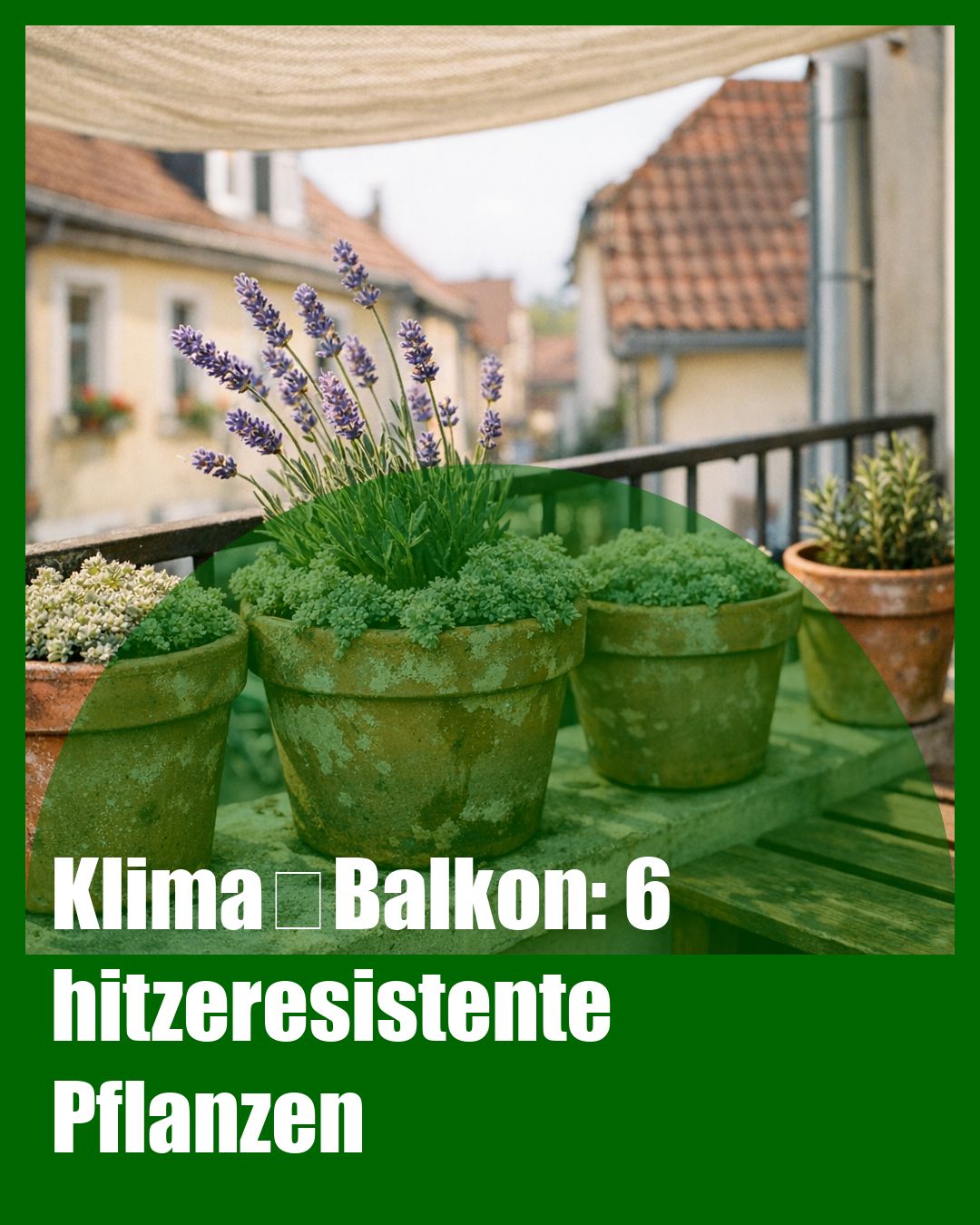 Foto: Lavendel,Fetthenne,Hitze (KI generiert )