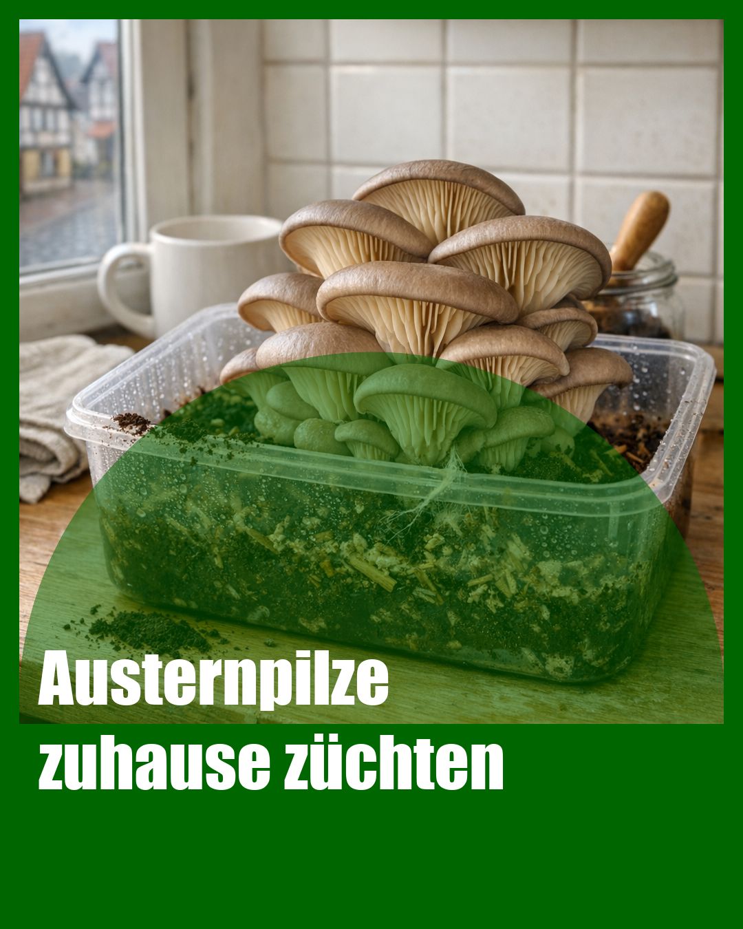Foto: Austernseitling,Kaffeesatz,Anzucht (KI generiert )