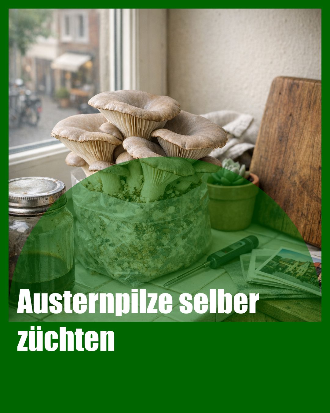 Foto: Austernpilz,Anzucht,Kaffeesatz (KI generiert )