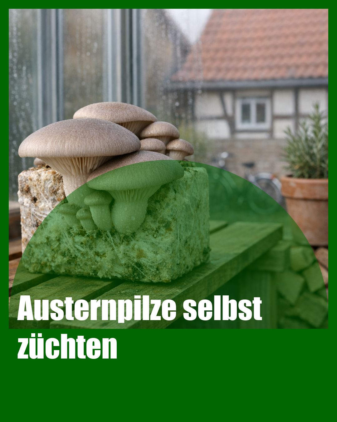 Foto: Austernseitling,Gewächshaus,Substrat (KI generiert )