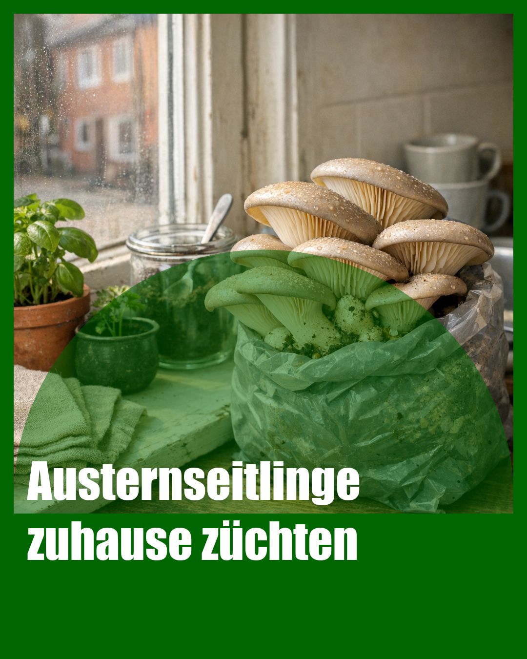 Foto: Austernpilz,Heimzucht,Kaffeesatz (KI generiert )